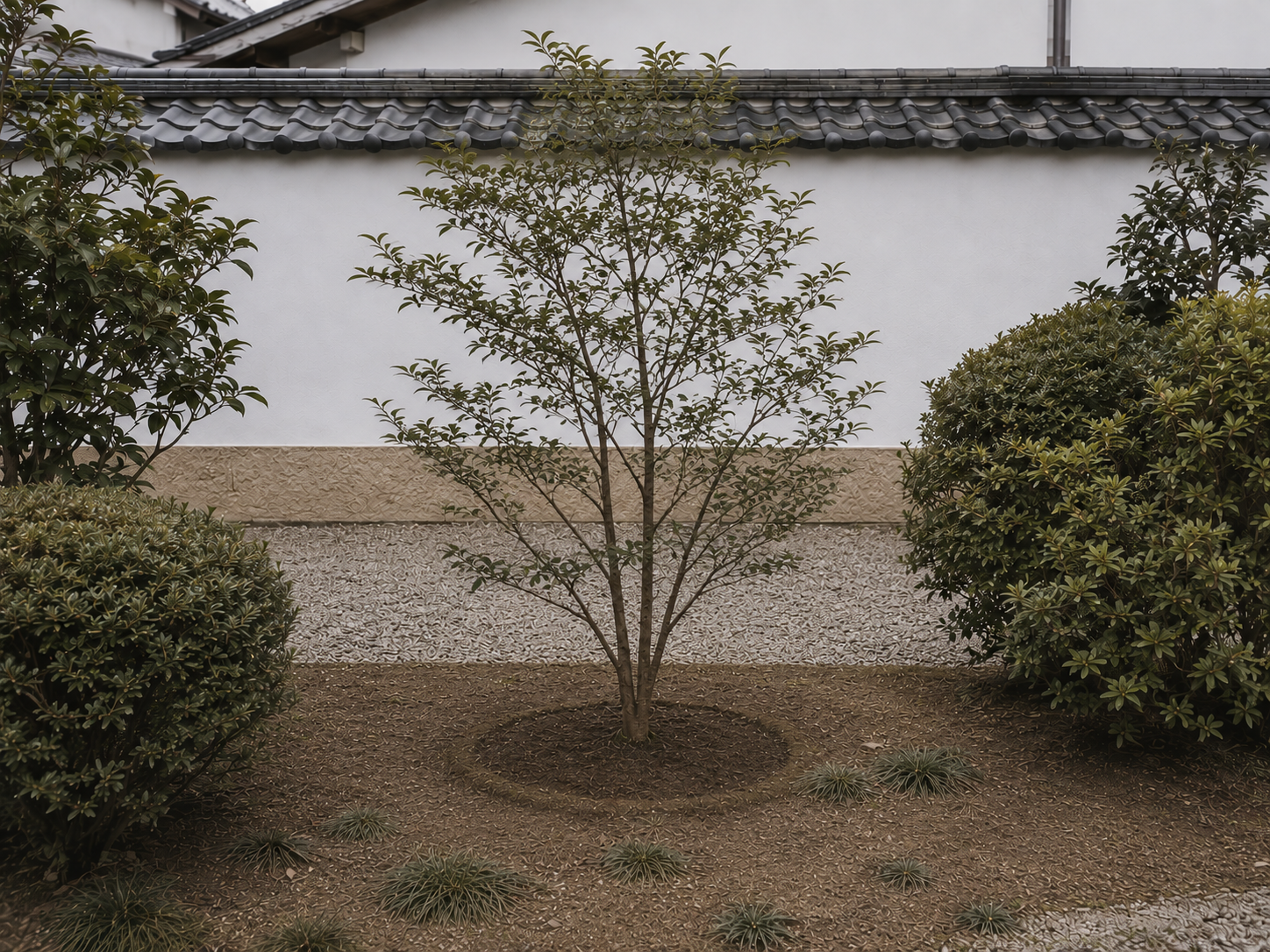 施工後の庭。同じ位置に健康な庭木が植え直され、株元の土が均されている
